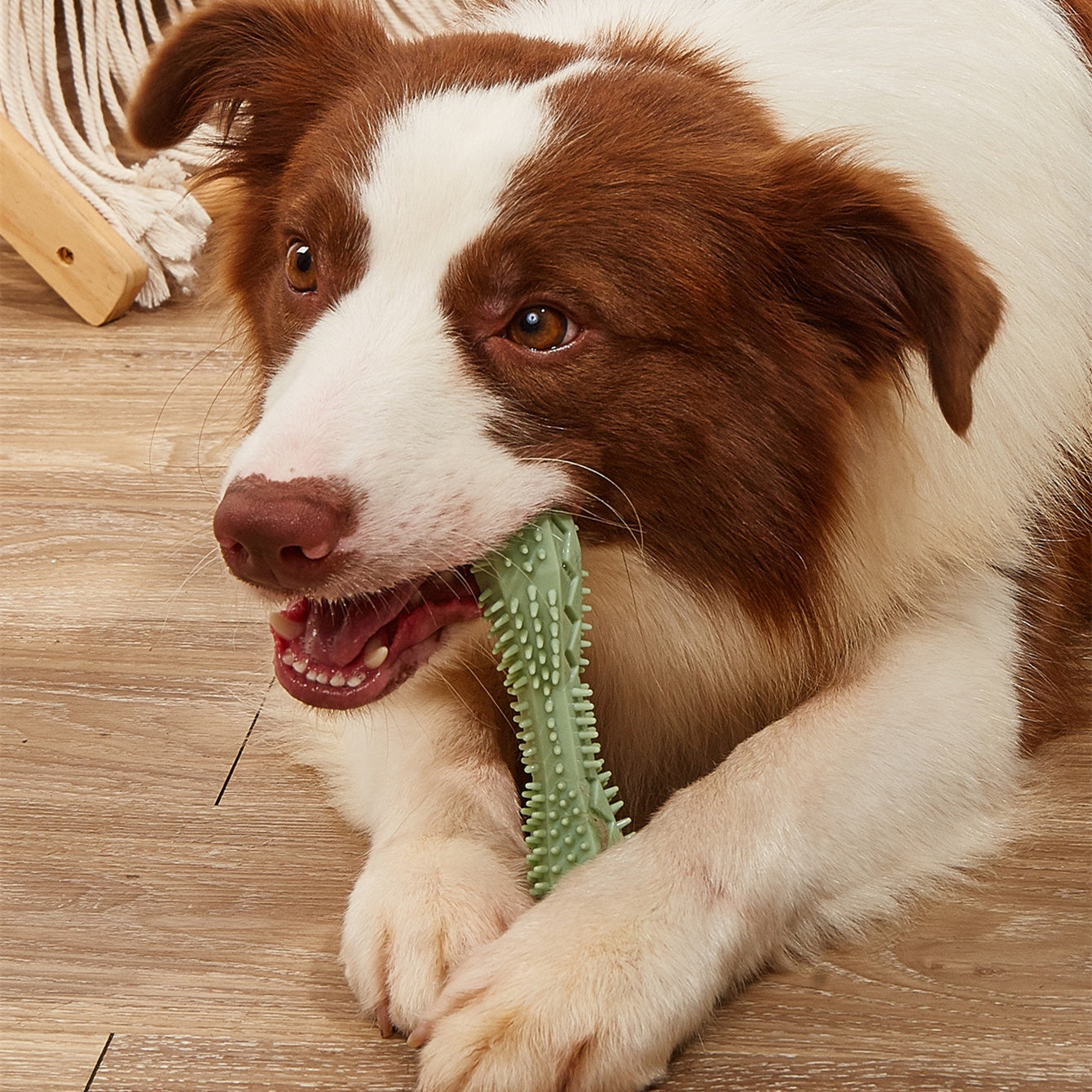 Chew Toys For Dog Teeth Cleaning your dog will have a beautiful smile, after enjoying this wonderful treat